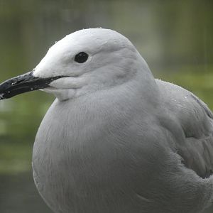 Grey Gull