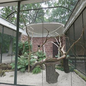 African Grey Parrot Aviary
