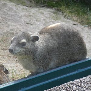 Yellow-spotted Rock Hyrax