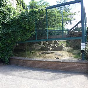 Yellow-spotted Rock Hyrax enclosure