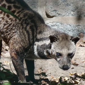 Malay Civet