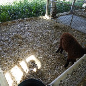 Alpaca exhibit - Children's Petting Zoo - Wisconsin Rapids Municipal Zoo