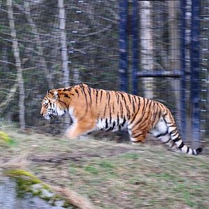 Amur Tiger