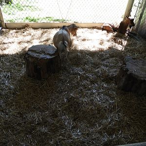 Domestic Goat exhibit - Children's Petting Zoo - Wisconsin Rapids Municipal Zoo