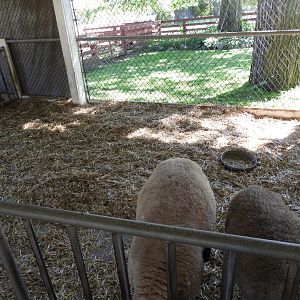 Domestic Sheep exhibit - Children's Petting Zoo - Wisconsin Rapids Municipal Zoo