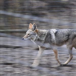 Coyote in motion.