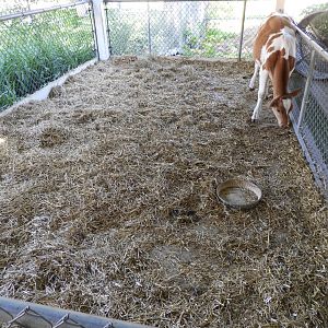 Domestic Cow exhibit - Children's Petting Zoo - Wisconsin Rapids Municipal Zoo