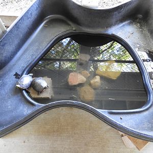 Painted Turtle exhibit - Children's Petting Zoo - Wisconsin Rapids Municipal Zoo