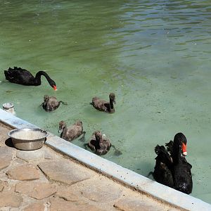 Black Swan (Cygnus atratus) family -1