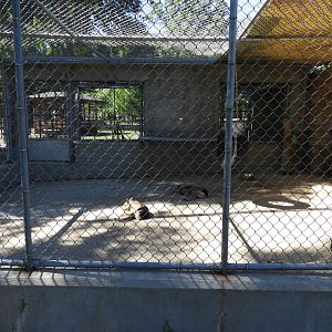 Patagonian Cavy outdoor exhibit - Wisconsin Rapids Municipal Zoo
