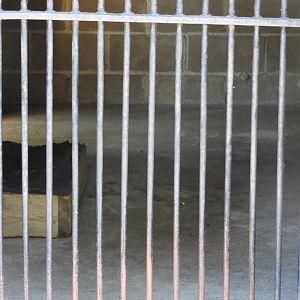 Patagonian Cavy indoor exhibit - Wisconsin Rapids Municipal Zoo