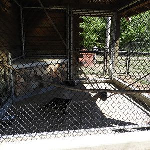 African Crested Porcupine exhibit - Wisconsin Rapids Municipal Zoo
