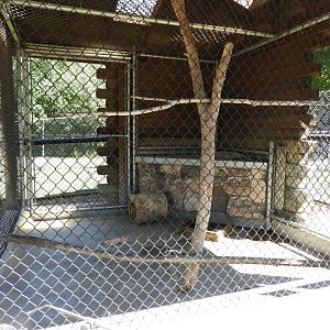 Striped Skunk exhibit - Wisconsin Rapids Municipal Zoo