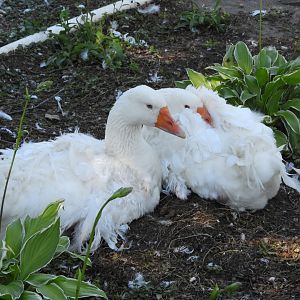 Domestic Greylag Geese (Anser anser domesticus)