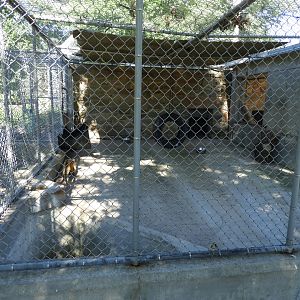 South American Coati outdoor exhibit - Wisconsin Rapids Municipal Zoo