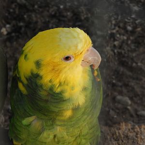 Yellow-Headed Amazon (Amazona oratrix)