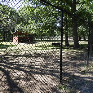 Domestic Horse/Domestic Donkey/Zedonk exhibit - Wisconsin Rapids Municipal Zoo