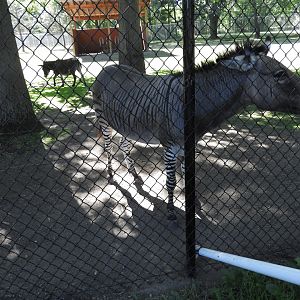 Zedonk (Equus zebra x Equus africanus asinus) with Domestic Donkey (Equus africanus asinus)
