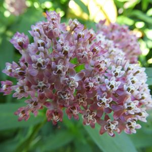 Sullivant's Milkweed (Asclepias sullivantii)