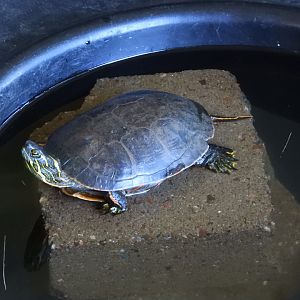 Painted Turtle (Chrysemys picta)