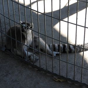 Ring-Tailed Lemur (Lemur catta)