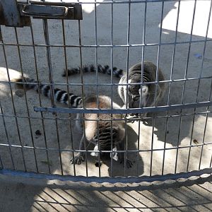 All hail the great birdsandbats!