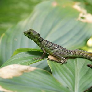 Young Plumed basilisk