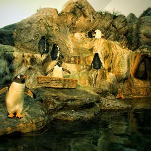 Jul 2018 - Penguin & Puffin Coast (Right Side)