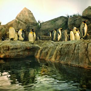 Jul 2018 - Penguin & Puffin Coast (Left Side)