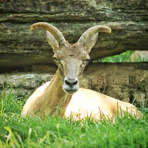 Jul. 2018 - Red Rocks - Antelope Yards - Transcapian Urial