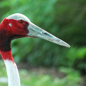 Jul. 2018 - Red Rocks - Antelope Yards - Sarus Crane