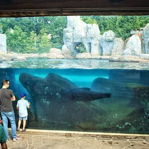 Jul. 2018 - Sea Lion Sound