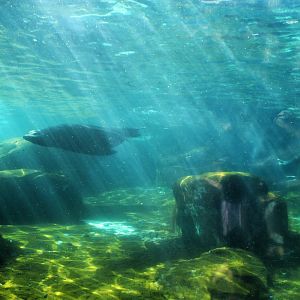 Jul. 2018 - Sea Lion Sound