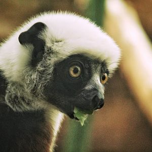 Jul. 2018 - Primate House - Coquerel's Sifaka