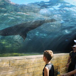 Jul. 2018 - Sea Lion Sound