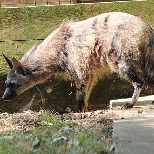 Southern Aardwolf - July 2018