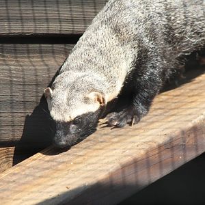 Greater Grison - July 2018