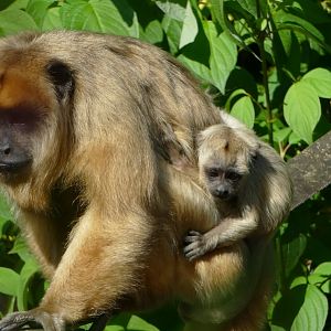 Howler monkeys, July 2018