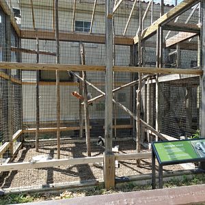 Jul. 2018 - Primate House - Outdoor Coquerel's Sifaka Exhibit (1 of 2)