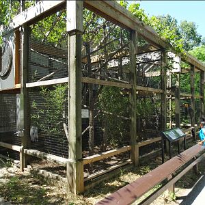 Jul. 2018 - Primate House - Black Lemur + Ring-tailed Lemur Exhibit