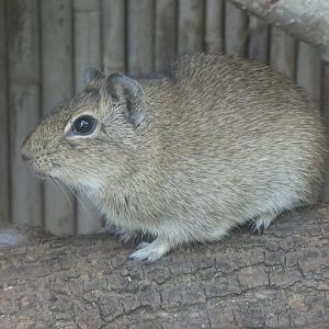 Muenster Yellow-toothed Cavy