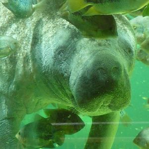 West Indian Manatee
