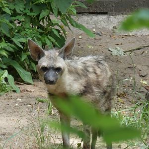 Eastern Aardwolf