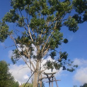 Kikuyu Guereza Enclosure at Beauval, 12/06/18