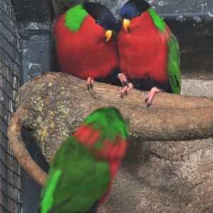 Collared Lories at Beauval, 12/06/18