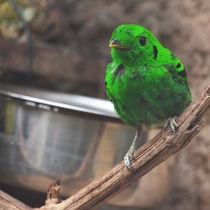Lesser Green Broadbill at Beauval, 12/06/18