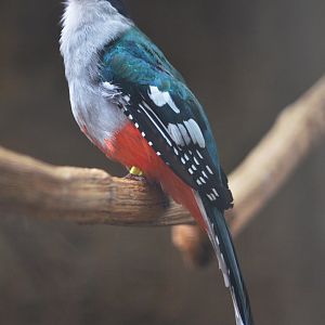 Cuban Trogon at Beauval, 12/06/18