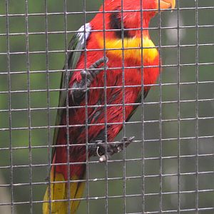 Yellow-bibbed Lory at Beauval, 12/06/18