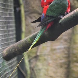 Stella's Lorikeet at Beauval, 12/06/18