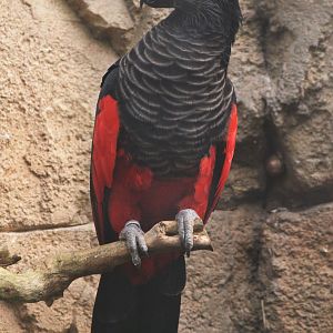 Pesquet's Parrot at Beauval, 12/06/18